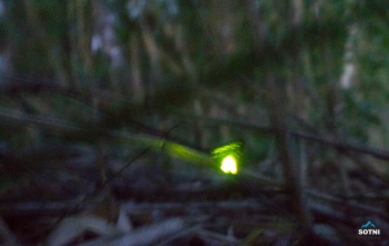Светящаяся гусеница, найденная в прибрежной траве